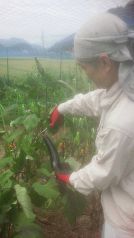 野菜は自家農園で採れた新鮮な野菜を使用★