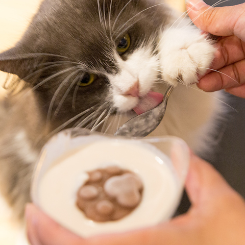 Cat&Animal Cafe Noah s Ark mAYA[N sّOX