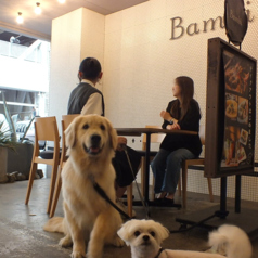 オトナノイザカヤ Bambiの特集写真