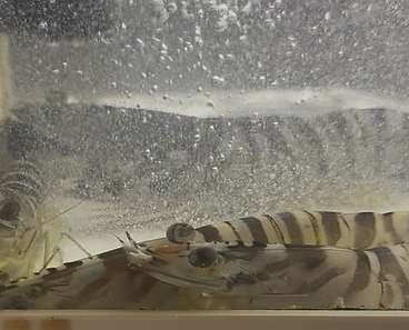 揚げたて天ぷら　豊のおすすめ料理1