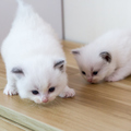 猫カフェ MIHOO 美頬 鶴橋店のおすすめ料理1