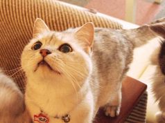 Cat cafe Miysis キャット カフェ ミーシス 猫カフェの雰囲気1