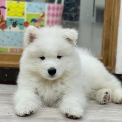 Cat&Animal Cafe Noah s Ark ノアズアーク 祇園店のおすすめポイント1