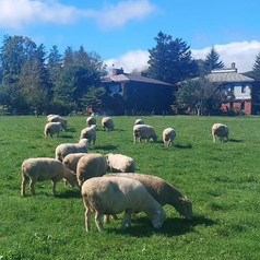 市ヶ谷の羊のコース写真