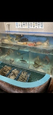 割烹・活魚 亀の写真