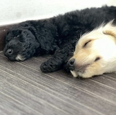 Cat&Animal Cafe Noah s Ark ノアズアーク 祇園店のおすすめ料理2