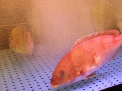 飛賀屋 奈良ファミリー店の写真3