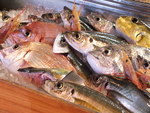 初代が毎朝釣ってくる新鮮鮮魚がカウンターに並ぶ！お刺身でも天ぷらでもお任せあれ☆