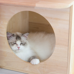 猫と触れ合えるプランで癒しを満喫