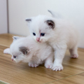 料理メニュー写真&nbsp;【平日】60分