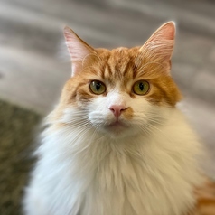 Cafe&Bar Manul マヌルのコース写真