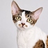 Future Pets Cat Cafe のロゴ