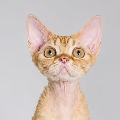 Future Pets Cat Cafe の写真
