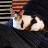Future Pets Cat Cafe のおすすめポイント1