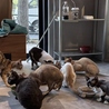 Future Pets Cat Cafe のおすすめポイント2