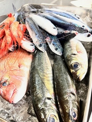 氷見、新湊 鮮魚盛り