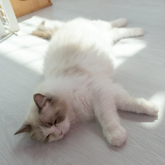 猫カフェ MIHOO 美頬 鶴橋店のコース写真