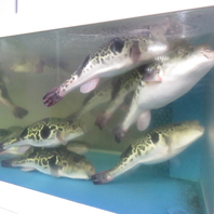 ぴちぴち動く新鮮さ！店内の水槽で泳ぐ大きなふぐを使用