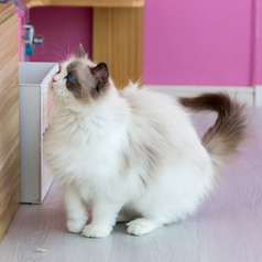 猫カフェ MIHOO 美頬 鶴橋店のコース写真