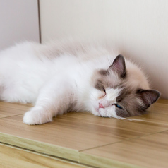 猫カフェ MIHOO 美頬 鶴橋店のコース写真