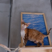 Future Pets Cat Cafe のおすすめ料理3