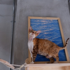 Future Pets Cat Cafe のおすすめ料理3