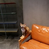 Future Pets Cat Cafe のおすすめポイント1
