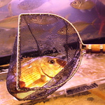 水槽の鮮魚をそのまま豪快にすくってお刺身にしてご提供！！