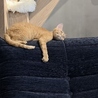 Future Pets Cat Cafe のおすすめポイント3