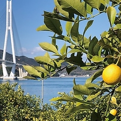 島のレモンサワー