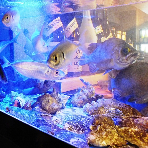 昼網鮮魚・中央市場直送の鮮魚が愉しめる！居酒屋使いも小料理屋使いにもオススメ◎