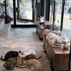 Future Pets Cat Cafe の雰囲気3