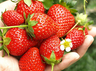 美味しさ自慢の蜂蜜いちご