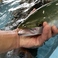 確かな目利きで仕入れた自慢の鮮魚をお楽しみください