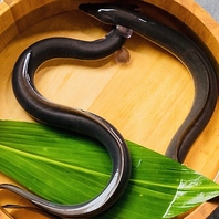 ●九州産『活うなぎ』入荷！