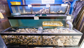 店内生簀では、活きた海鮮を食べられます！[熊本/海鮮居酒屋]