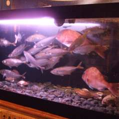 魚鮮水産 久米川南口店の特集写真