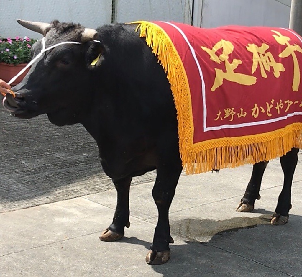 足柄牛は数々の品評会受賞。確かな品質と誇りがここに。