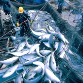 日本海の荒海に揉まれた魚介類！絶対に間違いないですよね！定置網に掛かった夏の鮪、冬の寒ブリ！その他の魚介類も佐渡ブランドが付き味は一級品です。オーナー自ら現地に赴き旬の魚を目で見て日本海を感じてます！