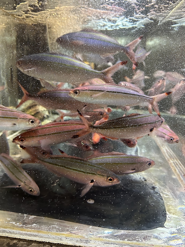 当店名物!!活ぐるくん