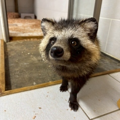 リラックスしたひとときをお届けします。可愛い犬やタヌキたちが自由に遊ぶ姿を眺めながら、お好みのドリンクを楽しむことができます。癒しの空間で特別な時間をお過ごしいただけます。