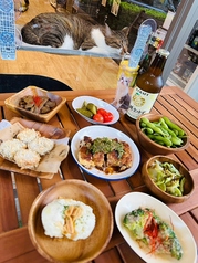 BAKENEKO ビアガーデンで猫達と乾杯！の写真