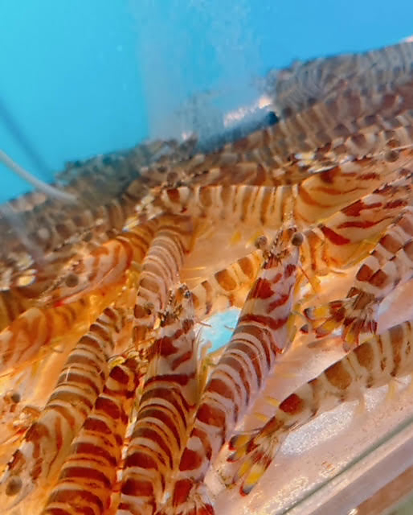 大盤振舞!!活）車海老（季節や仕入れ状況により異なります）