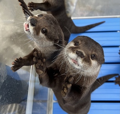 カワウソカフェ HARRY 原宿テラス店(表参道/カフェ・スイーツ