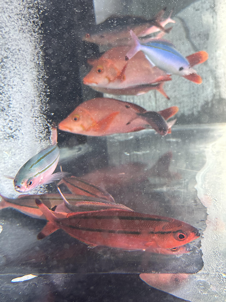 自社船で釣り上げた新鮮なお魚