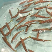 鮮魚と焼とり酒場 花火のおすすめ料理3