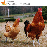 名古屋自慢の地鶏・名古屋コーチン