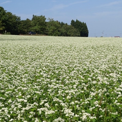 越路原のそば畑