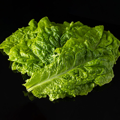 チシャ（サンチュ）