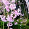 【春】散策で楽しめる春の花　一例　紅しだれ桜